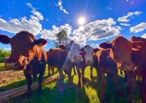 Các loại thịt bò là gì? Sự khác biệt giữa loại thịt bò Canada và loại thịt bò Mỹ là gì?