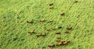 RS11666 RS11658 Cattle grazing in field image 14