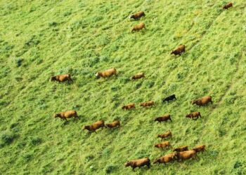 RS11666 RS11658 Cattle grazing in field image 14