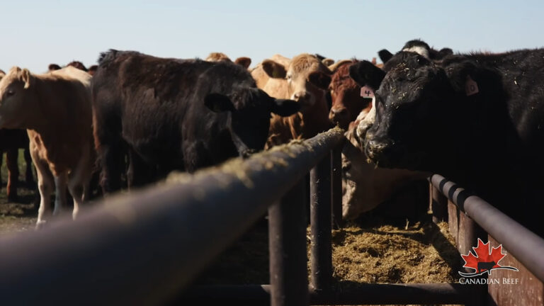What do Cattle Eat Canadian Beef